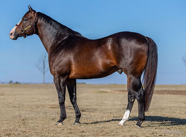 Stallion photographed from a specific angle