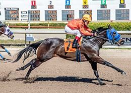 Monty Cristo, under jockey Federico Varga, setting the second fastest trial time at Louisiana Downs on Saturday.