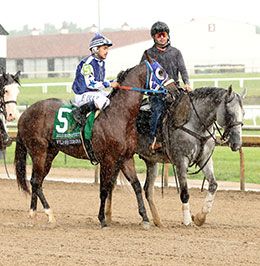 Wyld Over Corona goes to the post in Saturday's Jaguar Rocket Futurity.