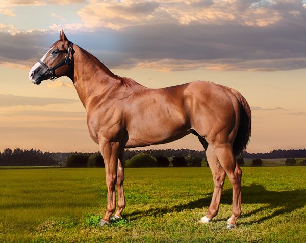 Stallion photographed from a specific angle