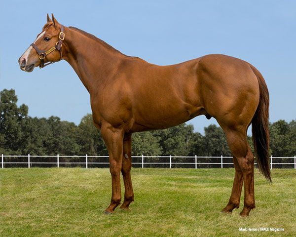 Stallion photographed from a specific angle