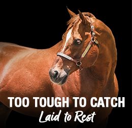 Too Tough To Catch was laid to rest on April 1 at his home, Snow Ranch in Gainesville, Texas.