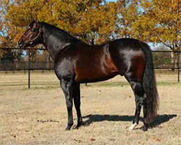 Leading sire Hes Relentless.