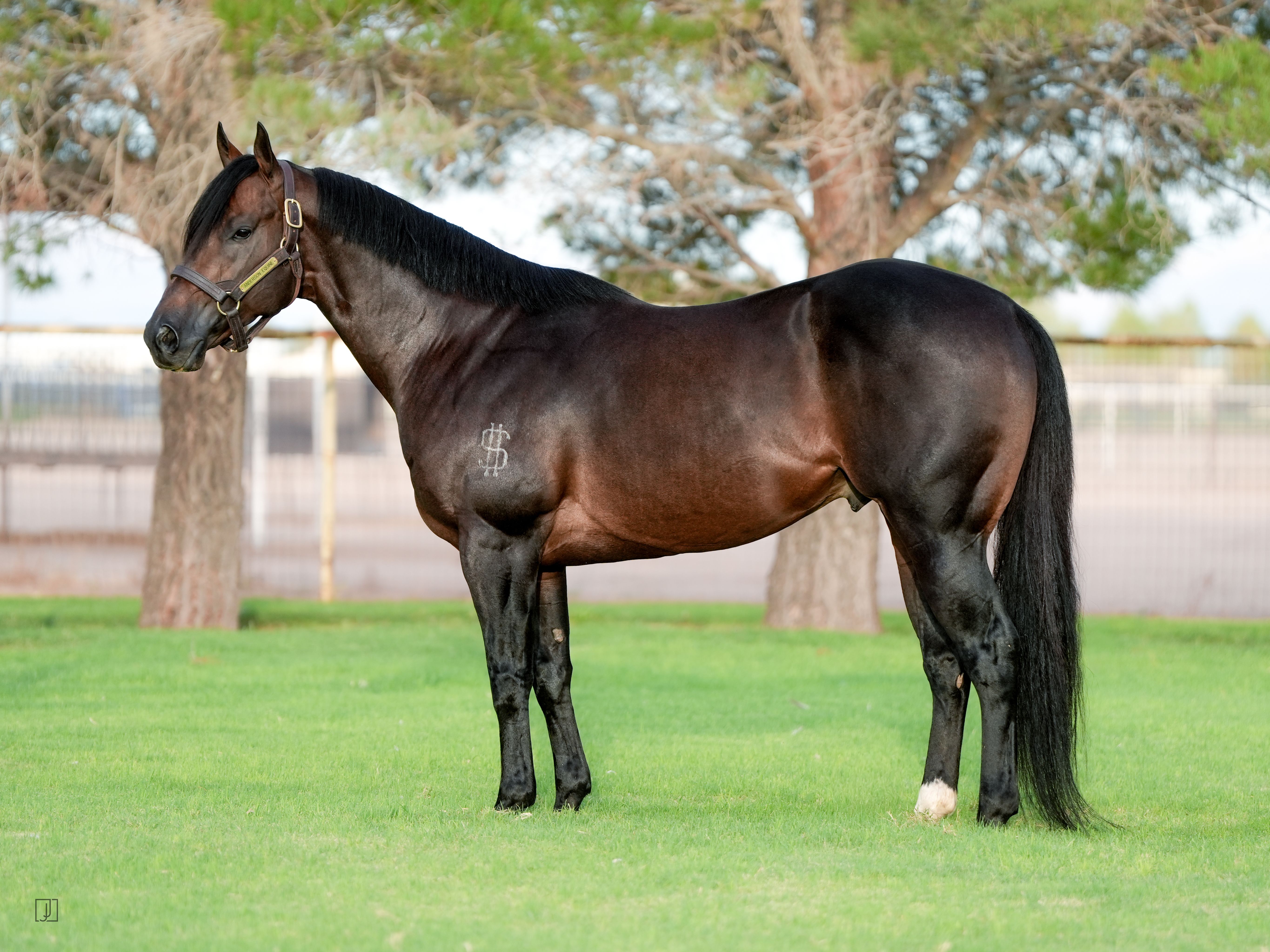 Stallion photographed from a specific angle