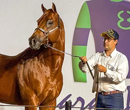 Fantastic Feature, one of the greatest Quarter Horses in the history of Brazilian racing. em>