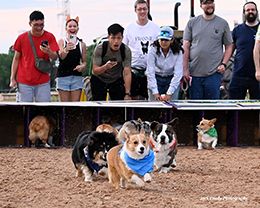 A fan favorite – the corgi races – will return to Sam Houston on April 25.