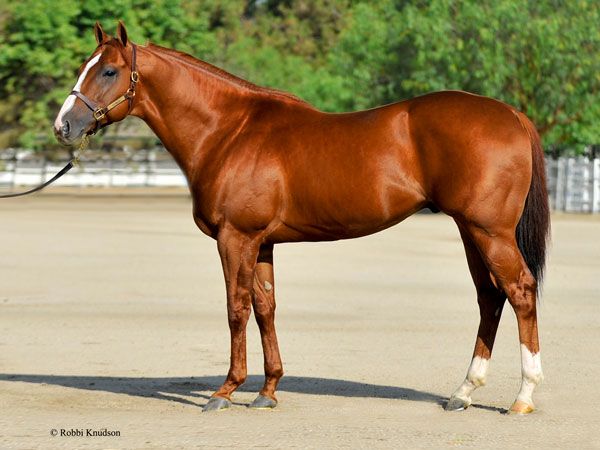Stallion photographed from a specific angle