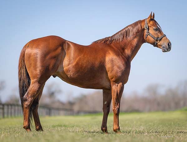 Stallion photographed from a specific angle