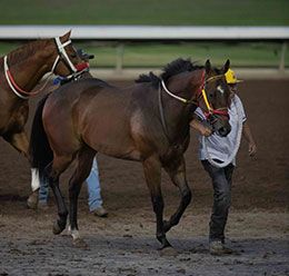 Defending Champ enters the Los Alamitos saddling paddock on Saturday night.