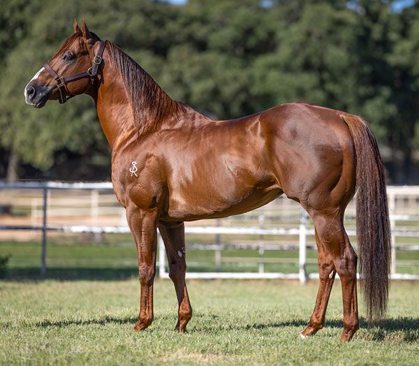 Stallion photographed from a specific angle