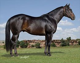 Nagano Moon's top performer is champion runner/sire First Moonflash.