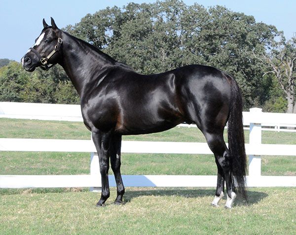 Stallion photographed from a specific angle