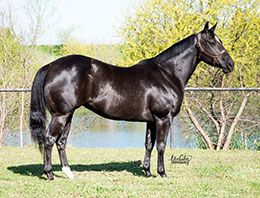 Multiple Grade 1 producer Havanah Goodtime is owned by Bobby D. Cox