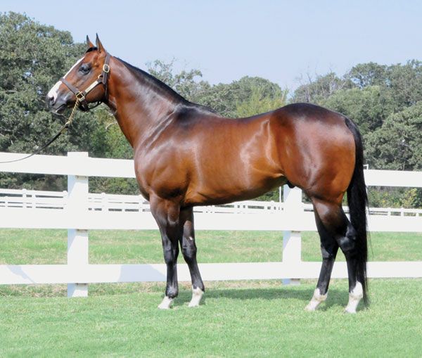 Stallion photographed from a specific angle