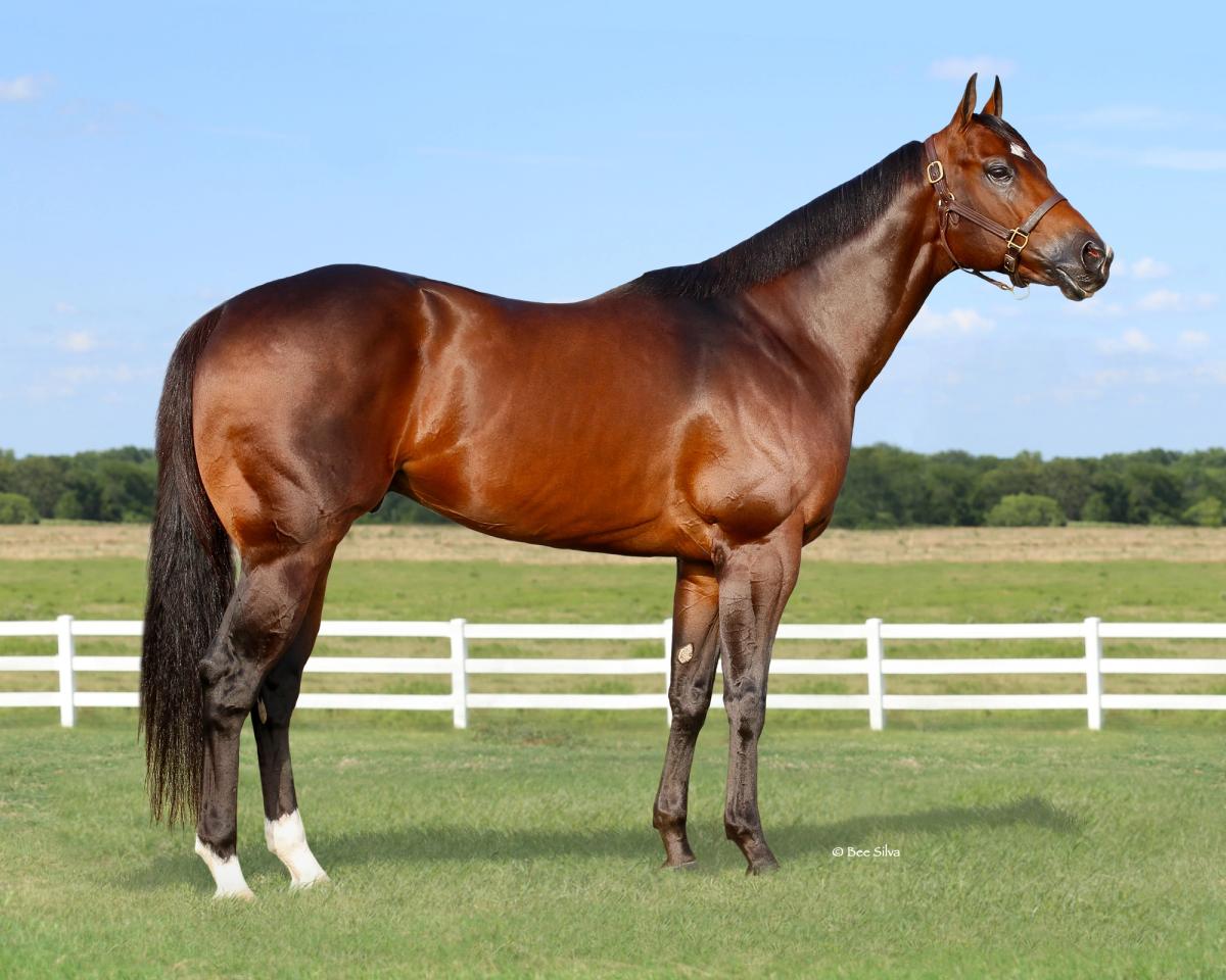 Stallion photographed from a specific angle