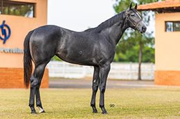 Ucrania Jumpim MRL, still a yearling, at her birthplace, Haras Portofino.