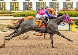 Famous Tequila (#7) gets upo over A Maverick (#2) as the pair qualifying in the fifth trial Friday.