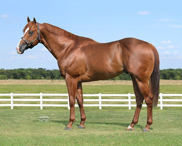 Stallion photographed from a specific angle