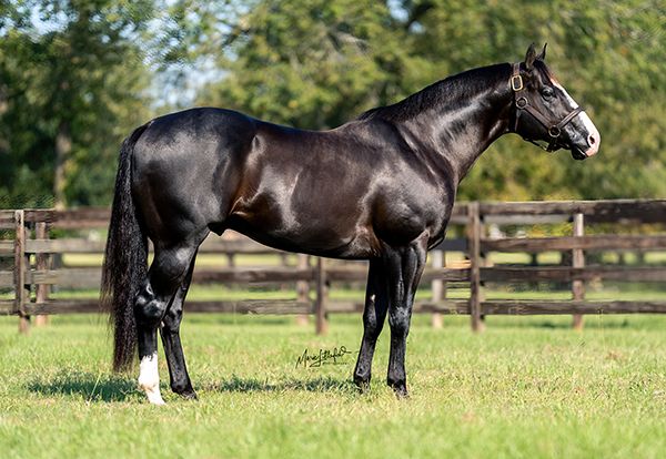 Stallion photographed from a specific angle
