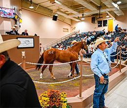 All American Ruidoso Horse Sales
