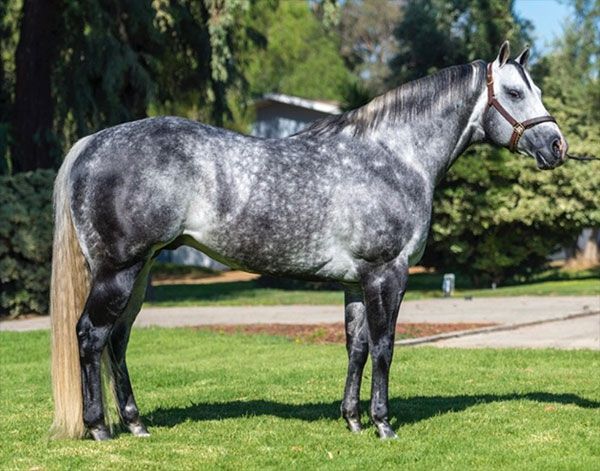Stallion photographed from a specific angle