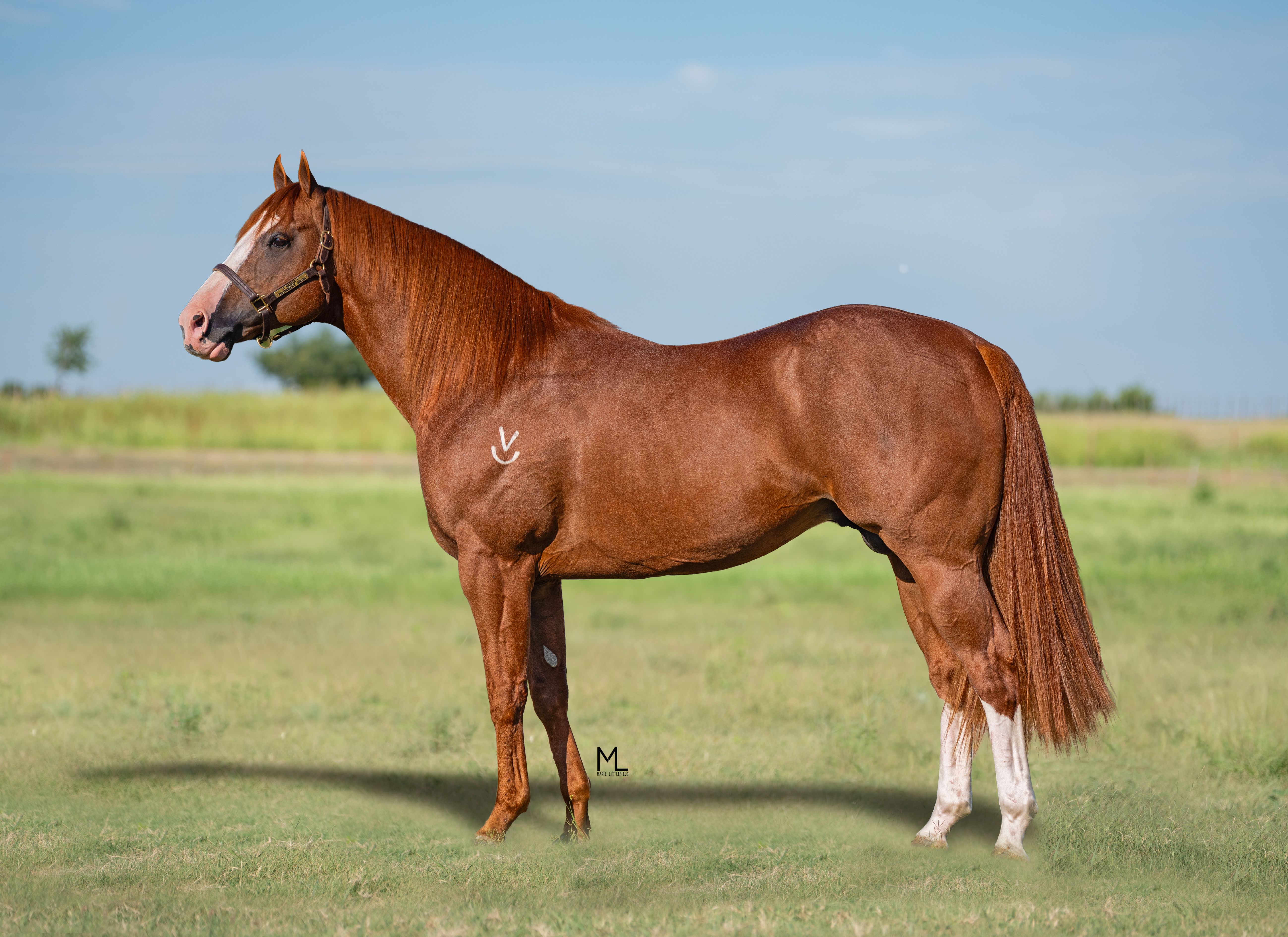 Stallion photographed from a specific angle