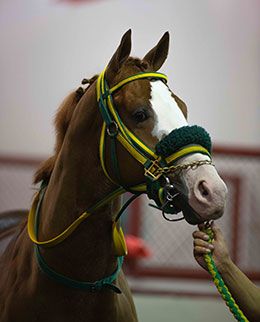 Jess Worth It in the saddling paddock prior to winning the Ed Burke Million Futurity Sunday night.