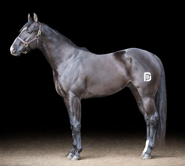 Stallion photographed from a specific angle