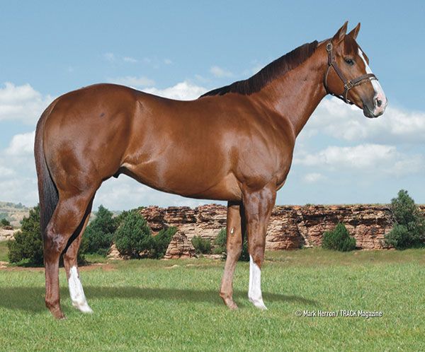Stallion photographed from a specific angle
