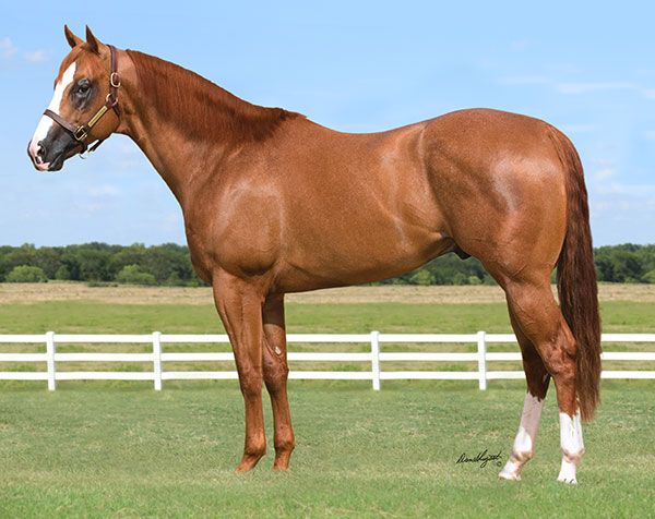Stallion photographed from a specific angle