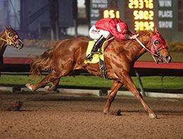Whos The V, under jockey Francico Calderon, easily wins the ninth trial on Sunday night.
