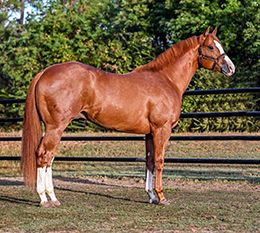 Peepl R Political, the son of leading sire Apollitical Jess, is out of a full sister to AQHA Dam of Distinction Havanah Goodtime.