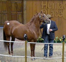 Hip 715 Sinsational Tacha, the high-selling fall-mixed broodmare for $210,000, sold in the final session Saturday.