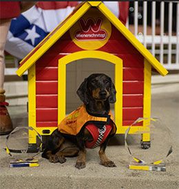Bonnie dominated the championship race to take home the cash prize, the golden championship jacket, and a red and yellow doghouse in the shape of a Wienerschnitzel Restaurant.
