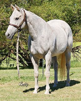 Broodmare of the Year and former All-Time Leading Producer of progeny earnings Runaway Wave passed away recently at 29 years old. 