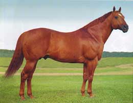 Breedings to Streakin La Jolla will be available through Texas A&M University College of Veterinary Medicine for the 2025 season.