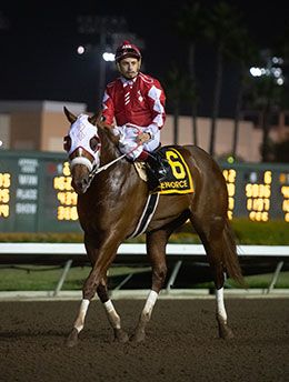 Enforce, under jockey Jesus Rioa Ayala, returns after winning the Golden State Million Futurity on Sunday at Los Alamitos.