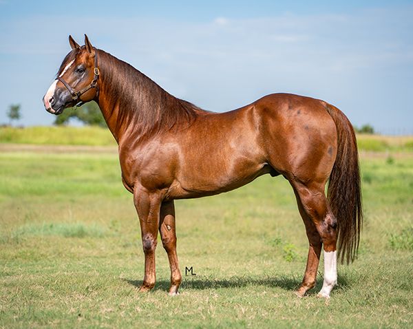 Stallion photographed from a specific angle