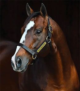 Courtesy Spendthrift Farm