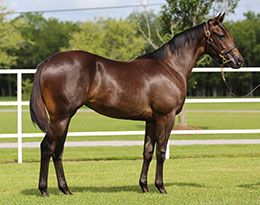 Apolitical Chick was a $41,000 repurchase at the 2023 LQHBA Yearling Sale.