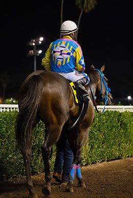 Jeriko, under jockey Jose Nicasio, heads to the winner's circle following his victory in the Robert Boniface Los Alamitos Championship.