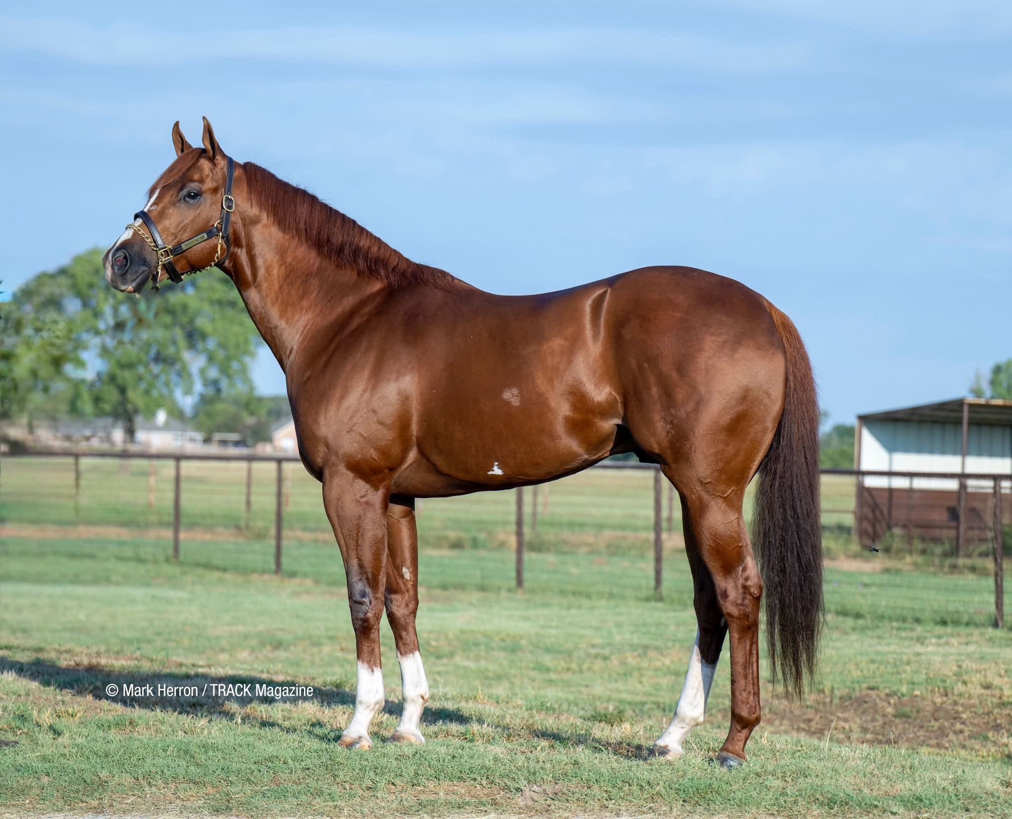 Stallion photographed from a specific angle