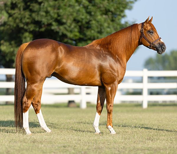 Stallion photographed from a specific angle