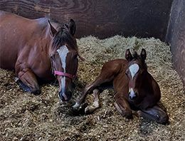Atta Boy Slim as a weanling.