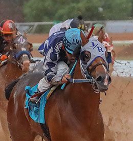 Ernesto Salinas, Jr. / StallioneSearch