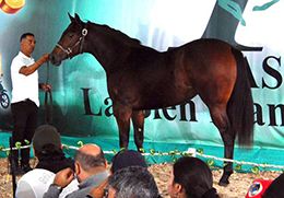 Hip #7 Hillary Senator sold for 63,600,000 Argentine Pesos (US$45,428) to rank as the sale’s third-highest seller.