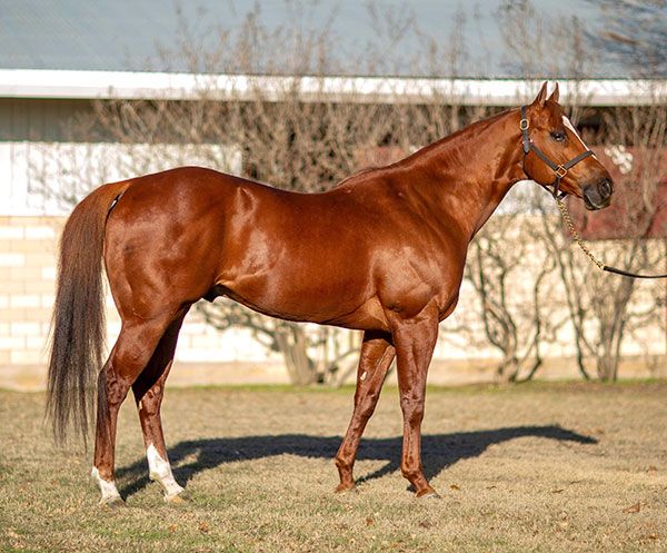 Stallion photographed from a specific angle