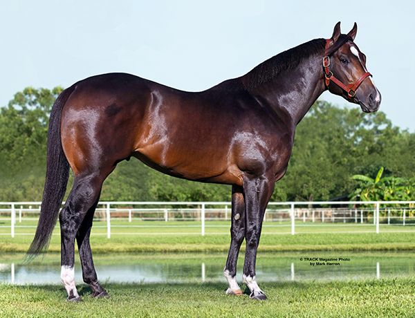 Stallion photographed from a specific angle