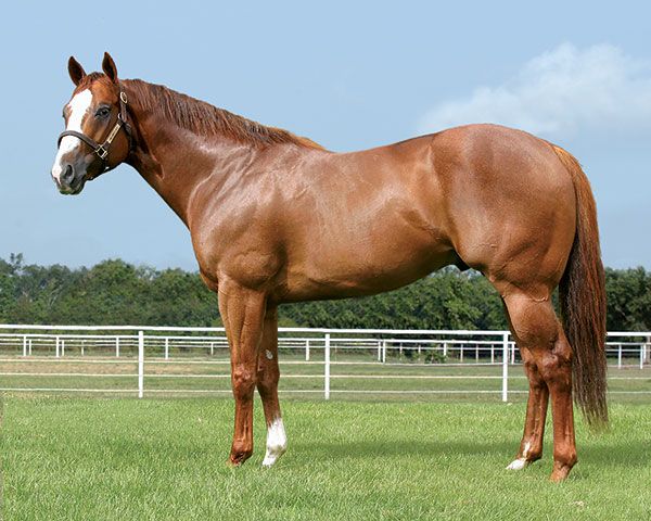Stallion photographed from a specific angle