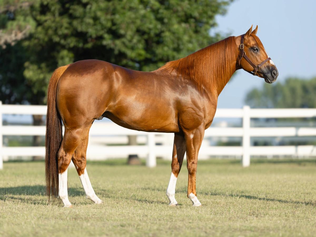 Flying Cowboy 123 Soaring Through Record-Setting 2026 Season At Stud